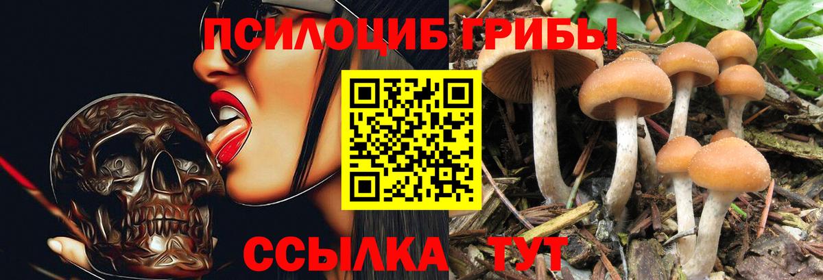 Галлюциногенные грибы Psilocybine cubensis Псков